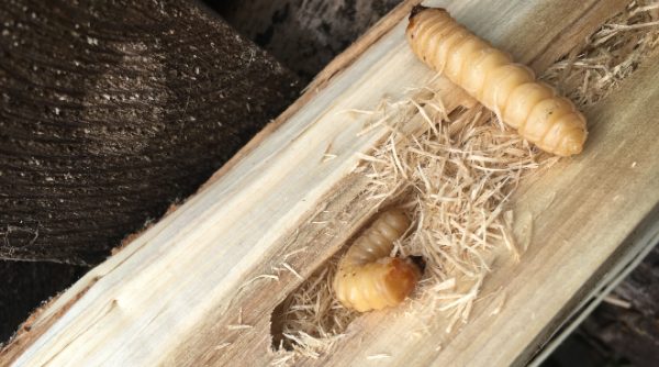 Kampf gegen Holzschädlinge: Schützen Sie Ihre Holzkonstruktionen