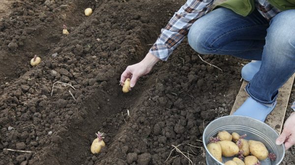 Wie viele Kartoffeln wachsen aus einer Saatkartoffel?