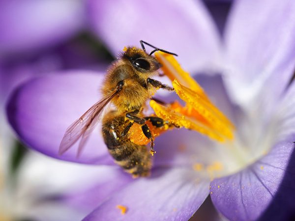 Die Vor- und Nachteile von Bienenpollen