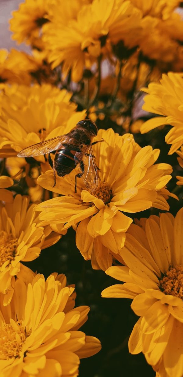 Die Flitterwochen des Honigs: Wie man das goldene Zeitalter der Bienen genießt
