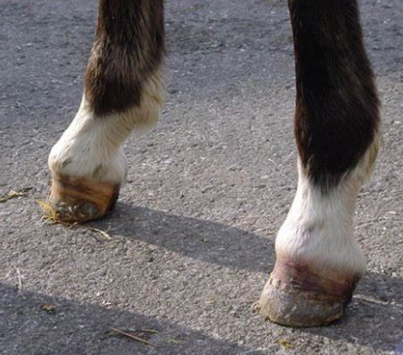 Was sind die Ursachen von Bockhuf beim Pferd und seine Behandlung?
